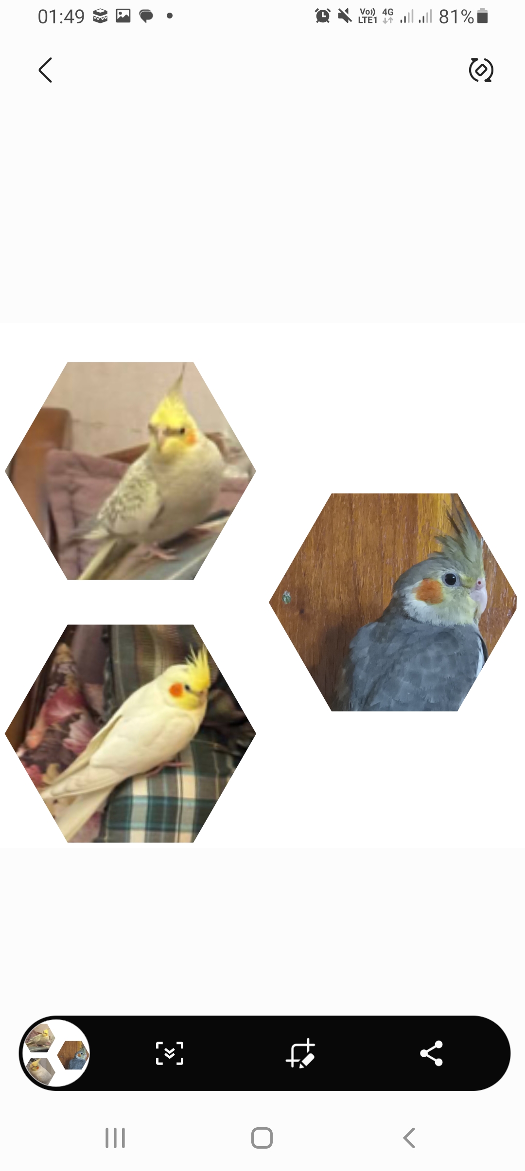 3 عروس هلندی شهرک 110 و بلوار طالقانی و اطراف گمشده