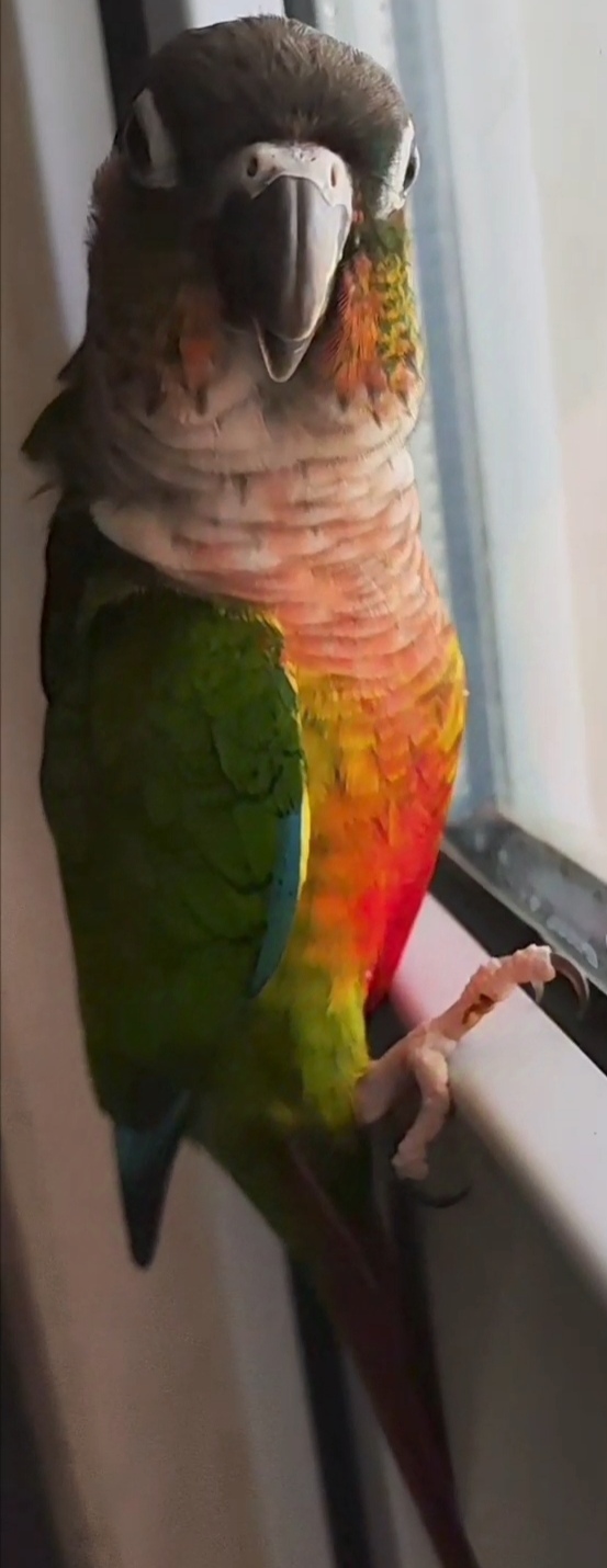 گرینچیک سبز گمشده در محدوده حیدرآباد