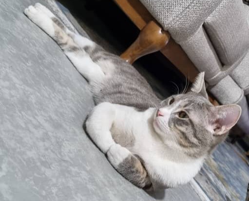 گربه با مشخصات عکس به همراه قلاده مشکی گمشده