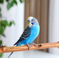 محدوده منظریه تبریز مرغ عشق آبی گم شده