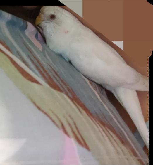 مرغ عشق سفید در مشهد محله فراز گمشده