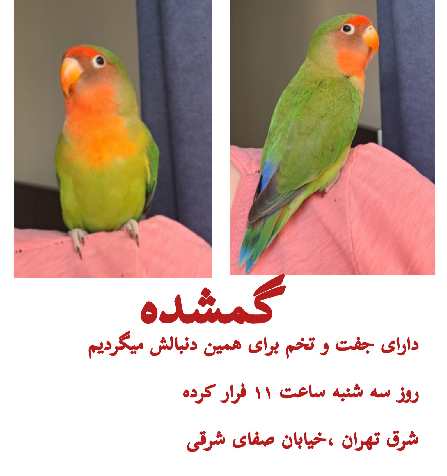 طوطی برزیلی گم شده
