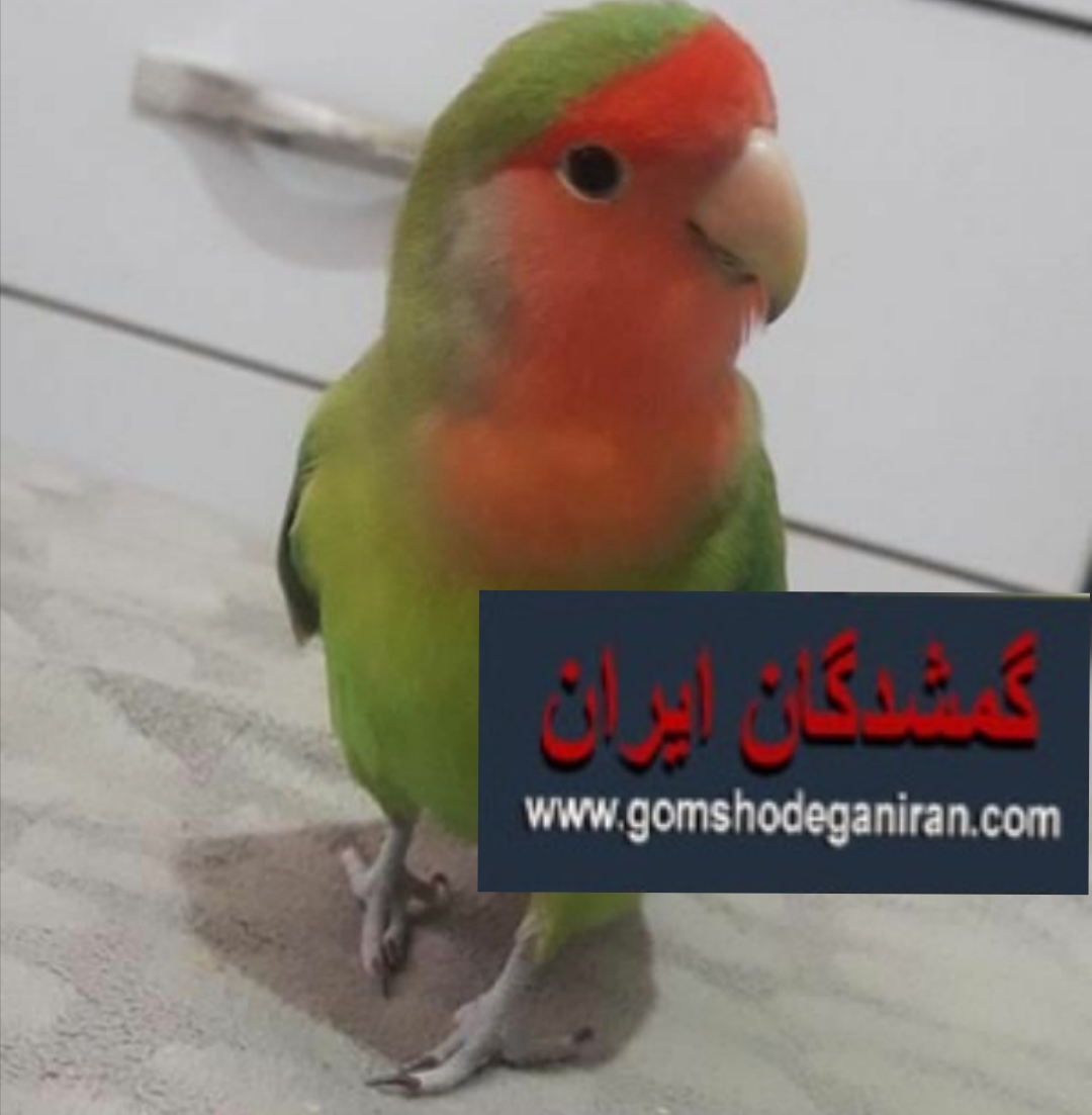 این پرنده ما محدوده فرهنگ و دین و لب آب در رشت گمشده با مژدگانی فوق العاده