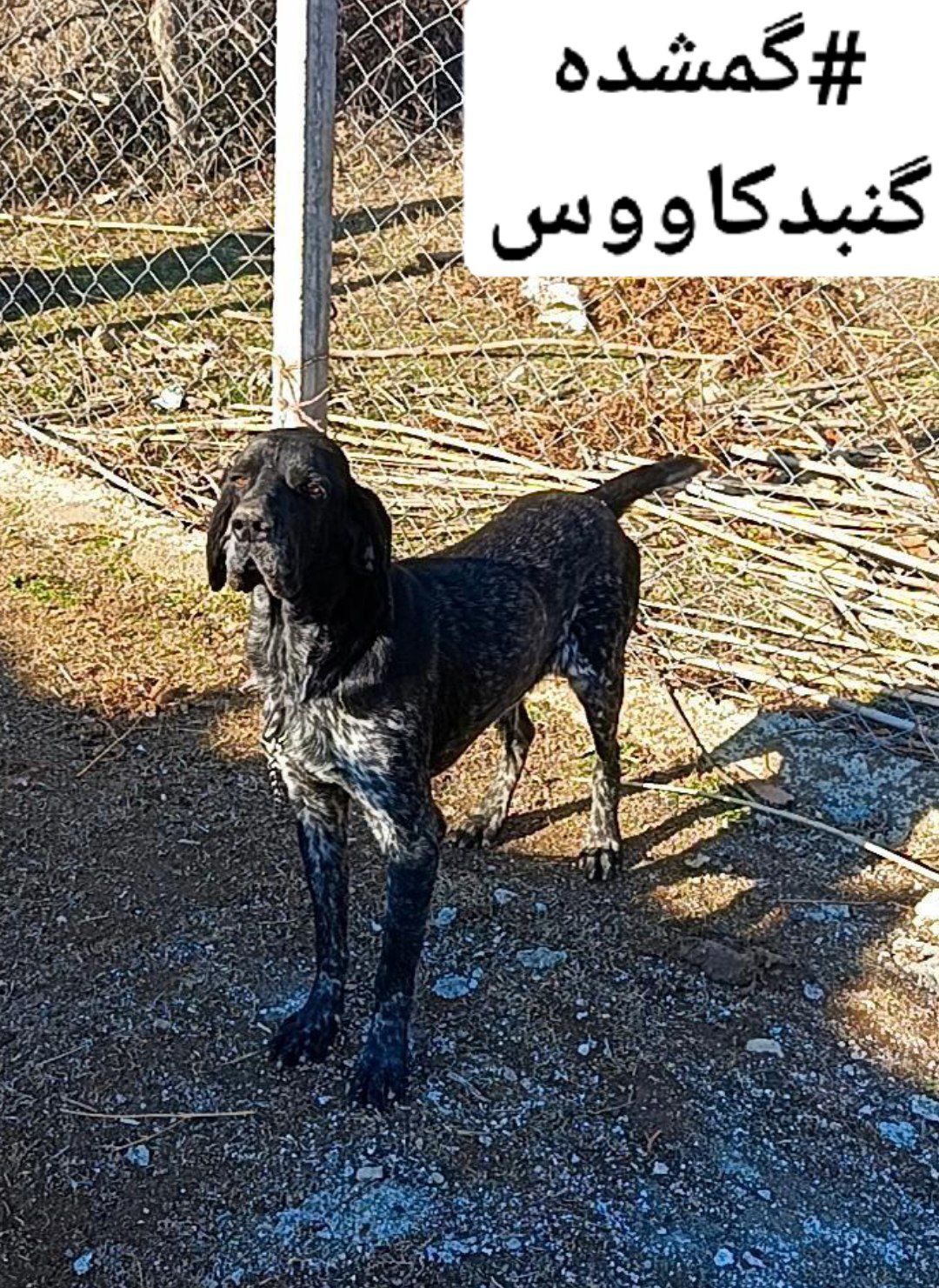سگ شکار آلمان اصیل سیاه  با خال سفید کم
