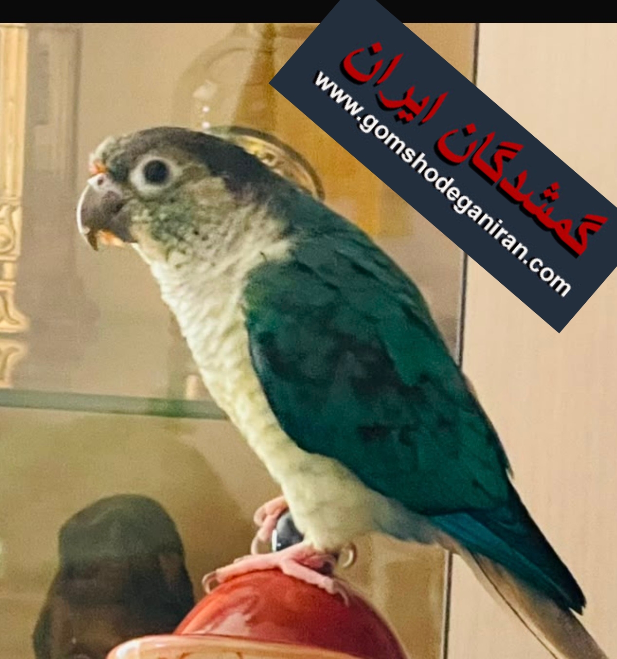 مرزداران میدان گلها طوطی گرینچیک گمشده
