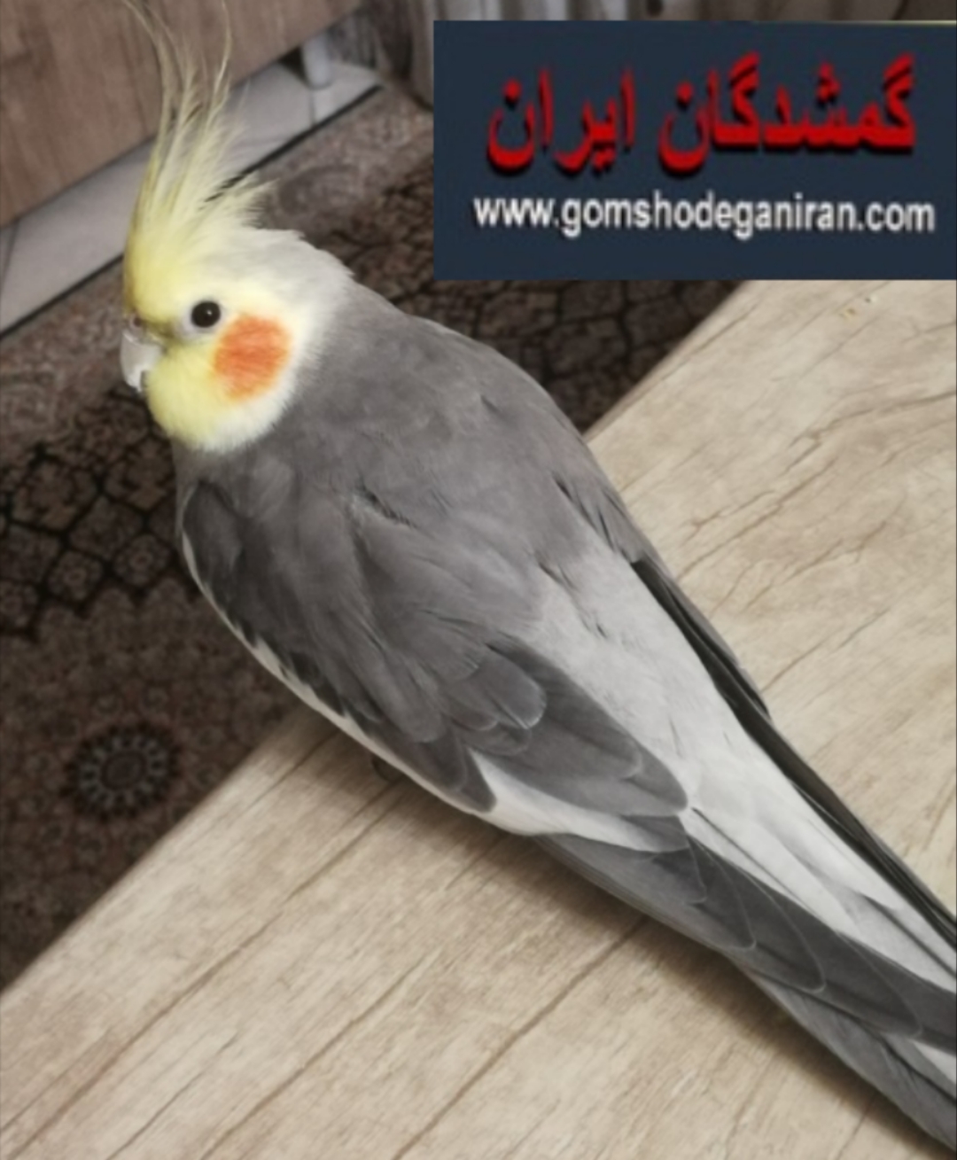 عروس هلندی حوالی دامپزشکی و یادگار امام گمشده به رنگ خاکستری (سینامون)