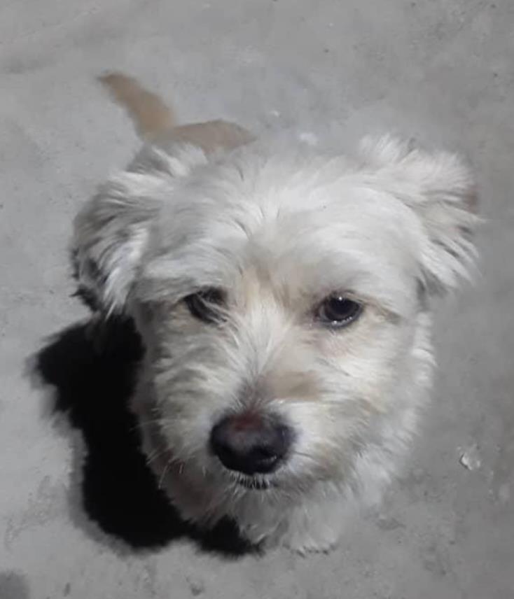 سگ پیدا کردم در جابر انصاری اصفهان