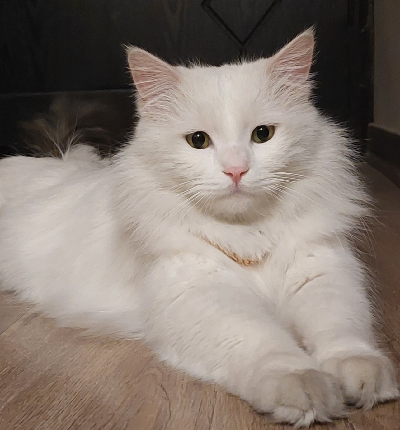 کارلی 15مهر محدوده ملارد شهرک امید شهریار گمشده