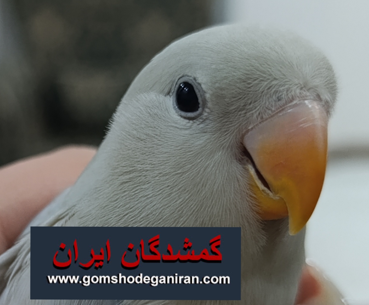 محدوده اسکندری نواب طوطی برزیلی گمشده تهران