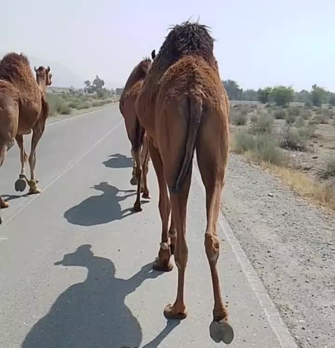 شترها فاریاب در ایرانشهر
