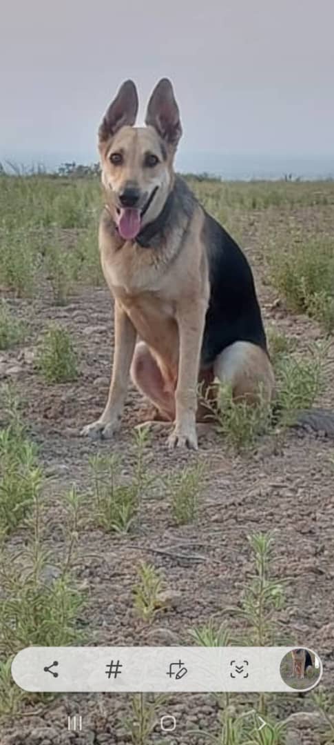 نزدیک باشگاه اسبسواری هزارپیچ گرگان سگ ژرمن مالینویز گم شده