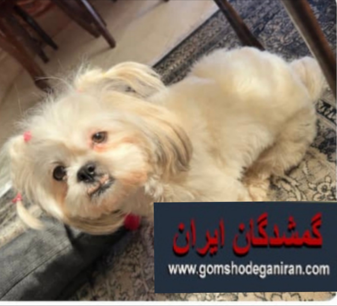 سگ شیتزو فلت ماده سه ساله سفید گمشده شیراز پت گم شده