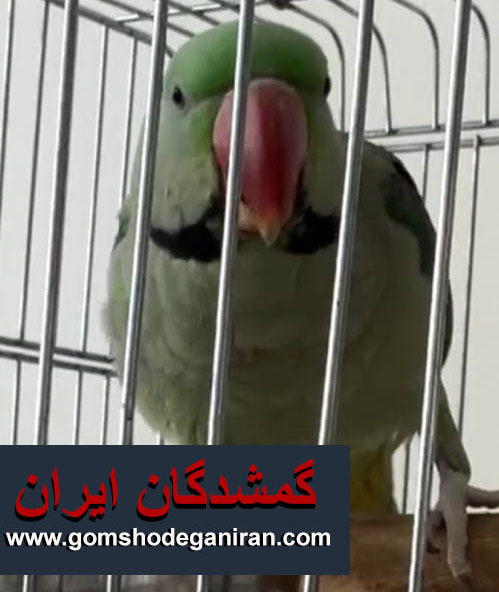 شاه طوطی گمشده به نام هپی 30مرداد محدوده سه راه آذری تهران