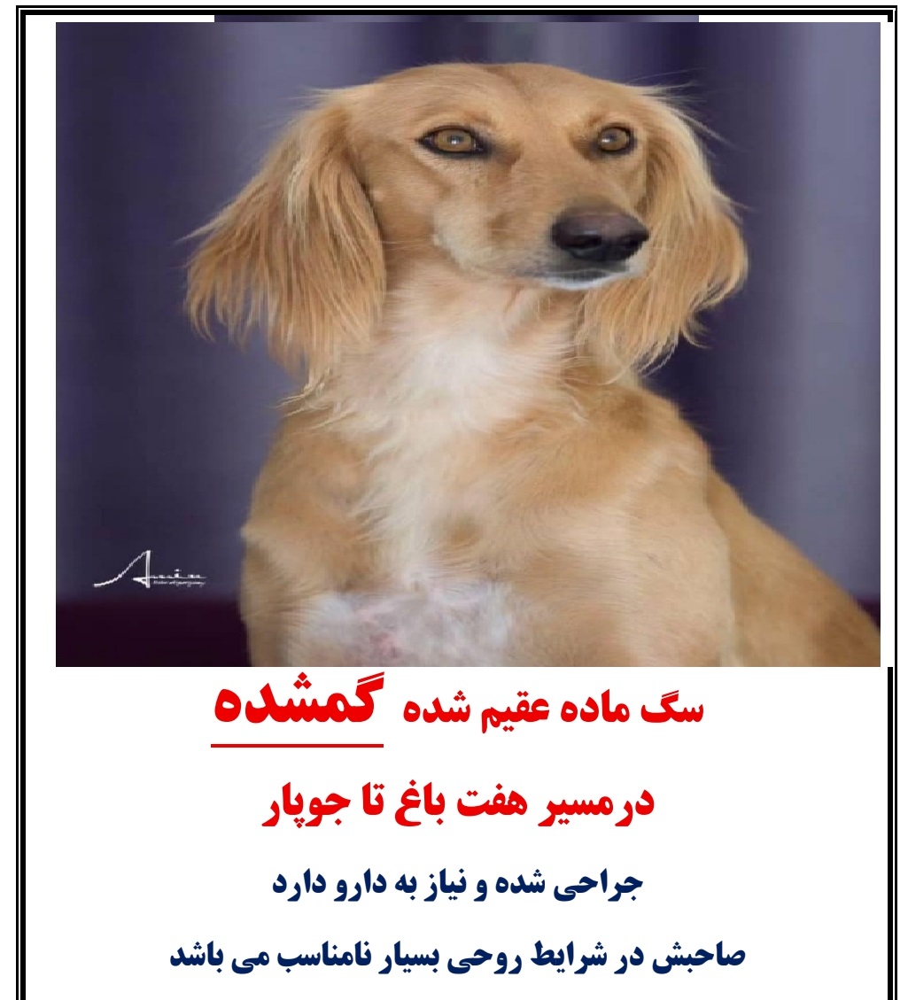 گمشده عشوه در هفت باغ کرمان (سگ تازی طلایی)