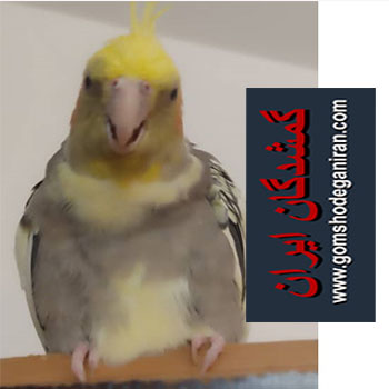 عروس هلندی گم شده