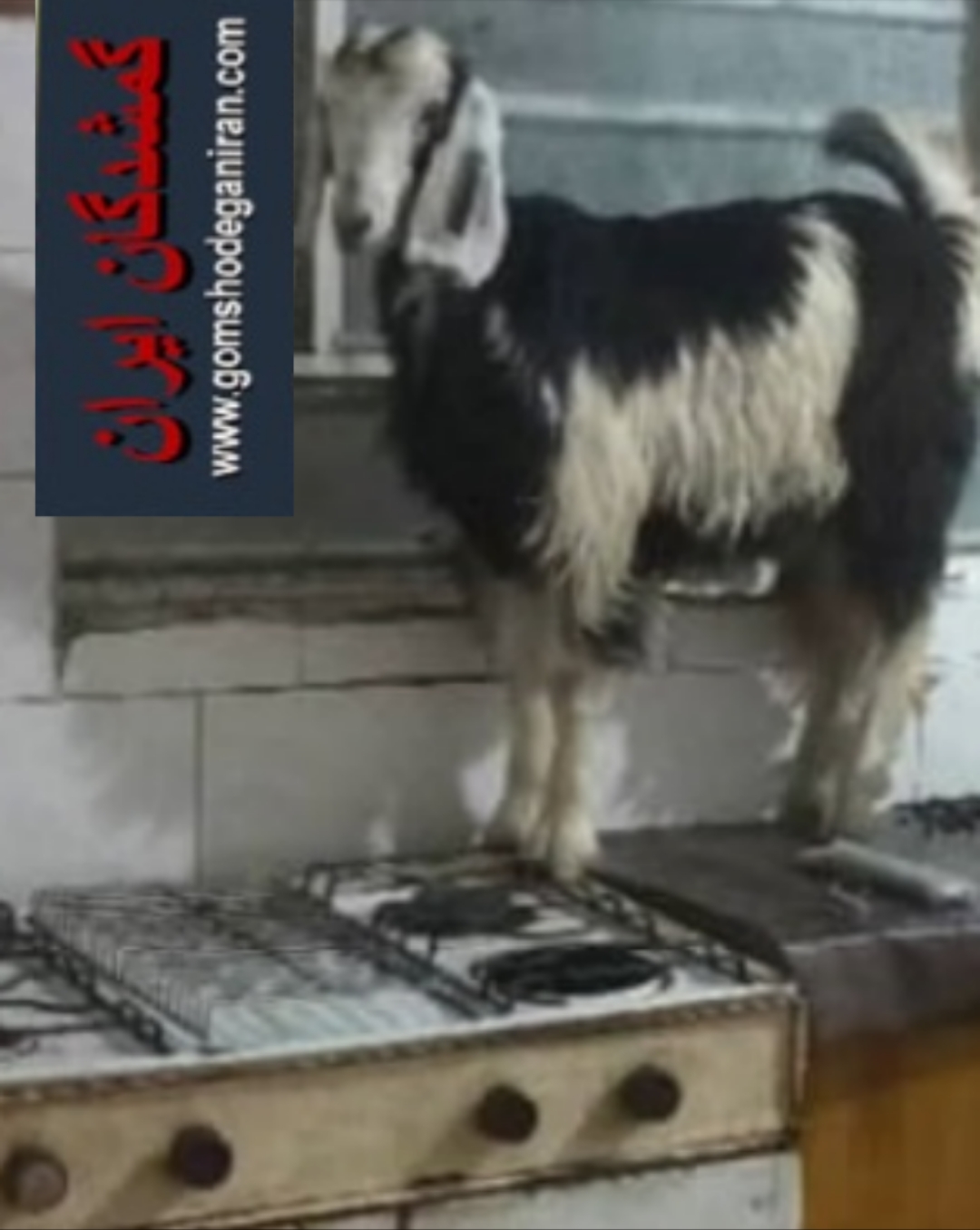 بز سفید مشکی گمشده در محدوده زیباشهر دزفول