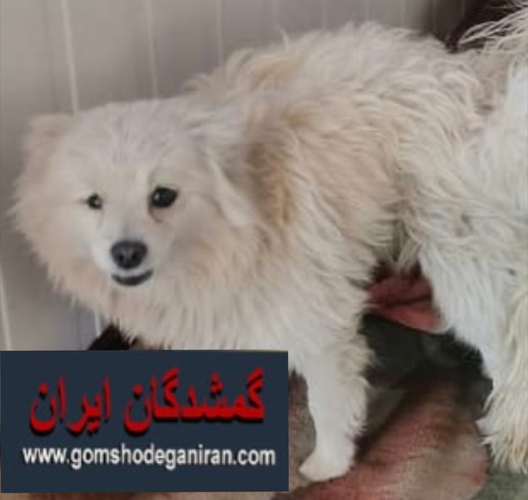 سگ گمشده در بلوار ابوذر غفاری شیراز