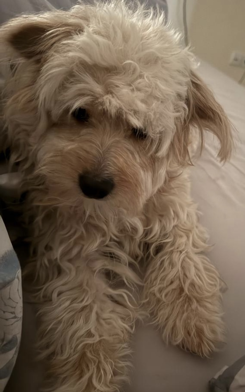 سگ پودل قهوه ای در شمس آباد تهران گم شده