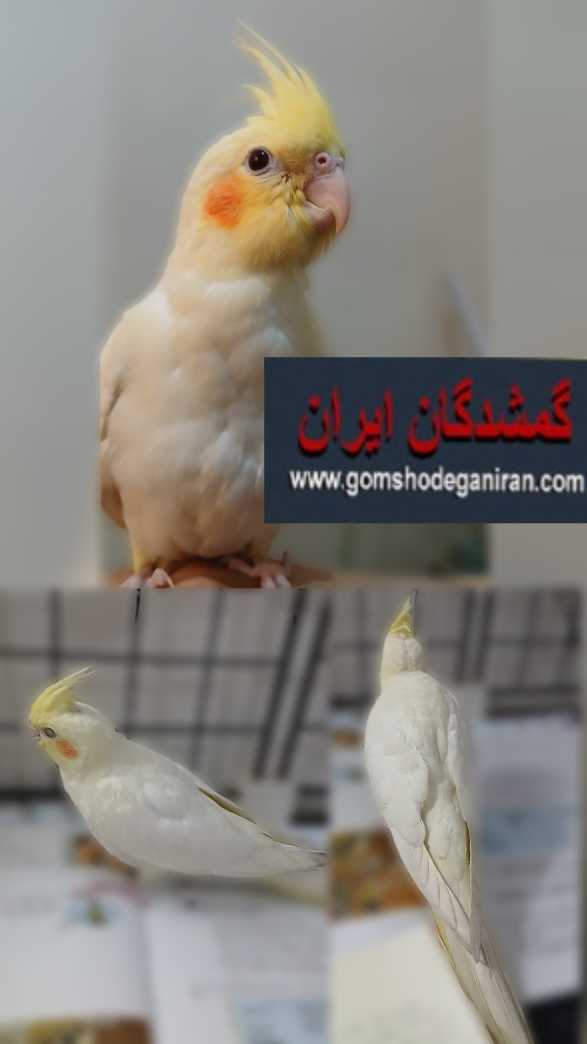 عروس هلندی لوتینو دوماهه 3 ابان گمشده