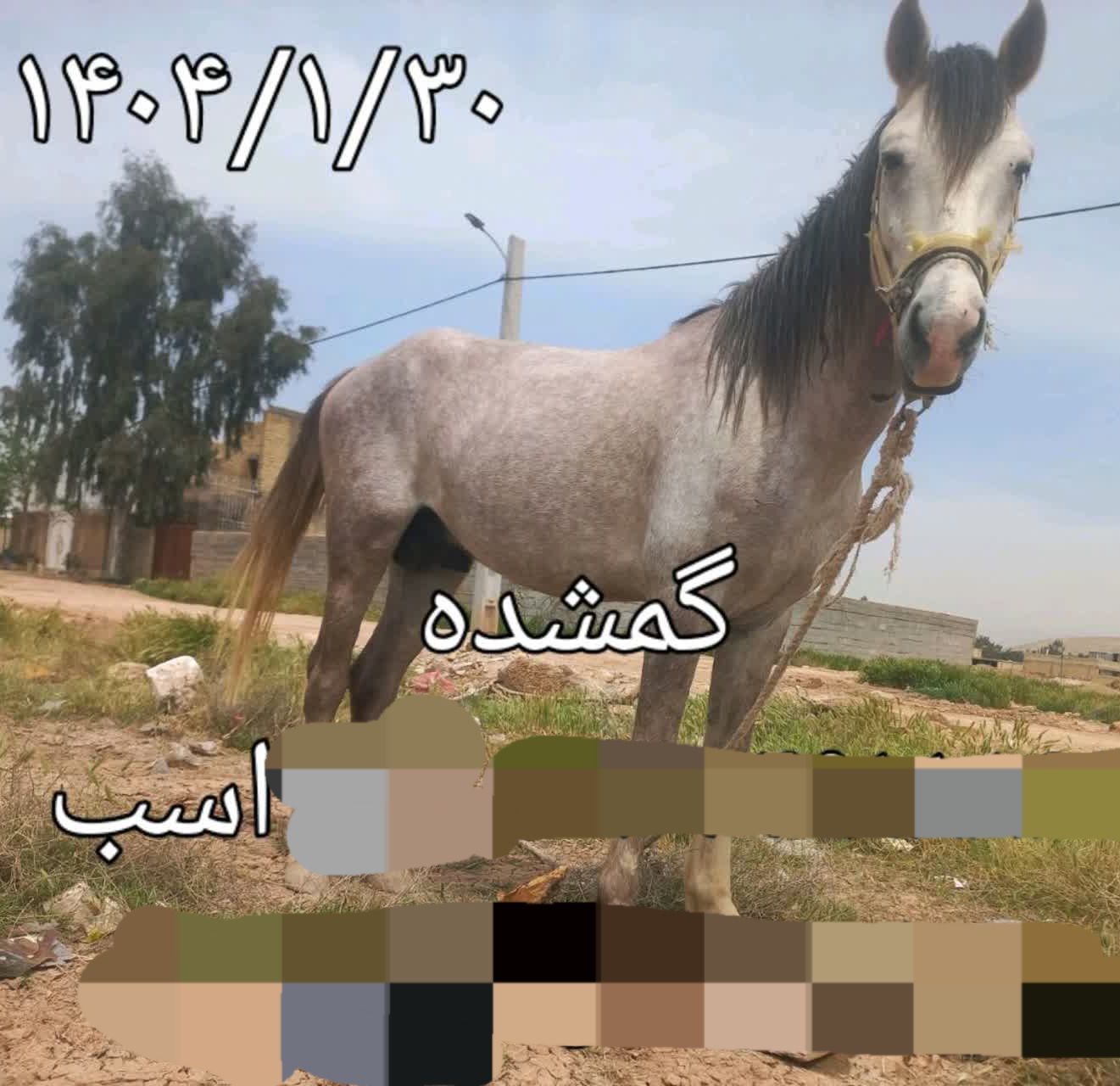 اسب نریان  درروستای خاتونک درشیراز 30فروردین گم شده