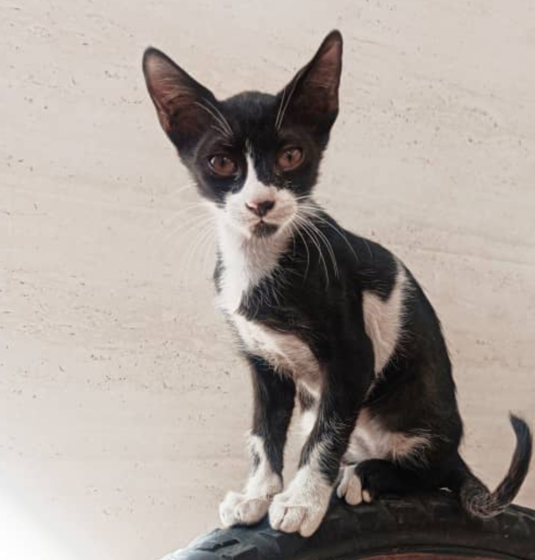 گربه تاکسیدو گمشده.. آذرماه سه ماهه بود.. الان باید هفت