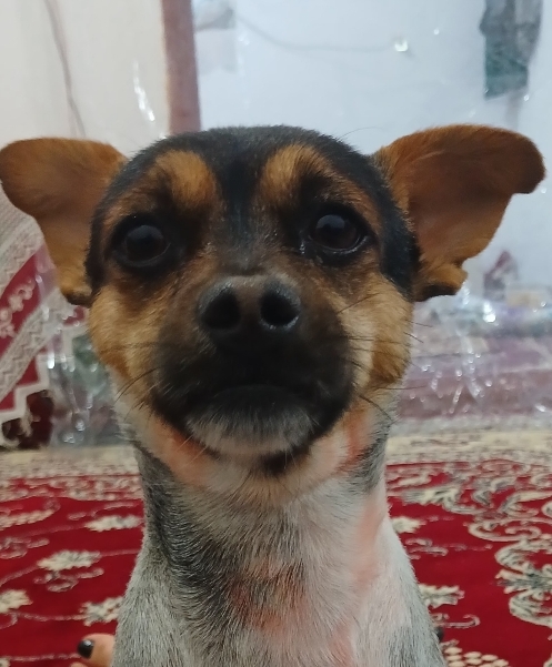 سگ شیواواگمشده در حوالی دستغیب کرمان گمشده