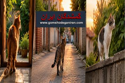 علت فرار گربه از خانه چیست؟ 15 دلیل مهم که هر صاحب گربه باید بداند