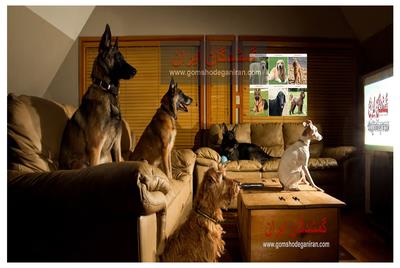 راهنمای جامع نژادهای سگ خانگی در ایران از انتخاب تا نگهداری و نکات پیشگیری از گم‌شدن