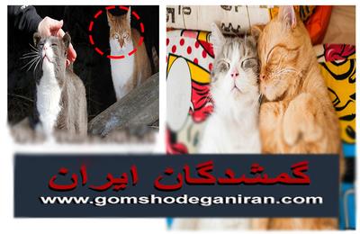 راهنمای کامل اجتماعی کردن گربه ها از بچه‌گربه تا نژادهای پرطرفدار و نقش سایت گمشدگان ایران