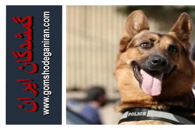 سگ قهرمان و نجات دهنده حادثه پلاسکو تهران و متروپل آبادان و زلزله کرمانشاه متاسفانه تیدا درگذشت و به خاک سپرده شد