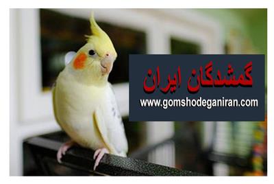 مکان مناسب برای نگهداری عروس هلندی و روشهای پیدا کردن پرنده گمشده مکان مناسب برای نگهداری عروس هلندی و روشهای پیدا کردن پرنده گمشده