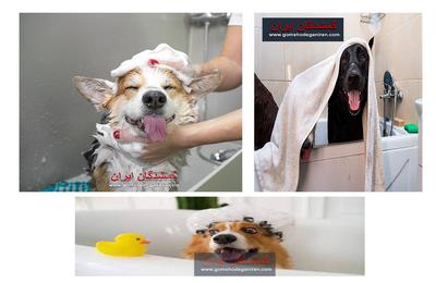 راهنمای کامل حمام کردن سگ‌ها و پیوند آن با واگذاری و سرپرستی حیوانات گمشده و پیدا شده در سایت گمشدگان ایران