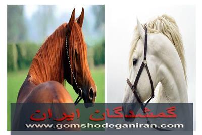 واگذاری و خرید و فروش اسب و مراقبت و نگهداری اسبها واگذاری و خرید و فروش اسب و مراقبت و نگهداری اسبها