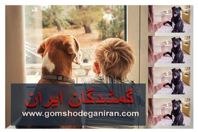 علائم وابستگی سگ به صاحب خود را با کمک سایت گمشدگان ایران بدانید علائم وابستگی سگ به صاحب خود را با کمک سایت گمشدگان ایران بدانید