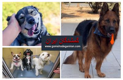 صفر تا صد واگذاری سگ رایگان و راهنمای کامل سرپرستی مسئولانه سگ‌های بی‌سرپرست در گمشدگان ایران