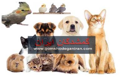 واگذاری رایگان حیوانات خانگی و آگهی حیوانات گمشده در سراسر کشور واگذاری رایگان حیوانات خانگی و آگهی حیوانات گمشده در سراسر کشور