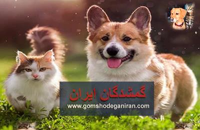 ۱۰ حقیقت پنهان قبل از تصمیم به واگذاری حیوانات خانگی؛ چیزهایی که هیچ‌کس به شما نمی‌گوید