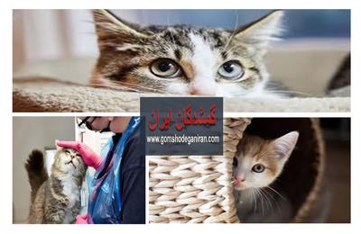 در شرایط اضطراری برای گربه‌ها چطور رفتار کنیم و راهنمای حیاتی برای نجات جان گربه‌ها در گمشدگان ایران