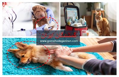 در شرایط اضطراری برای سگ ها چطور رفتار کنیم