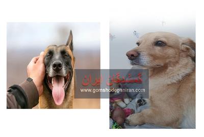 زبان بدن سگ گمشده , چگونه از روی رفتار پت و حیوانات بفهمیم ترسیده، گرسنه یا آماده فرار است