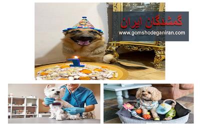 🐶 هزینه نگهداری از سگ و پت‌ها؛ عشق، مسئولیت و واقعیت در سایت گمشدگان ایران