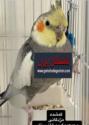 عروس هلندی گم شده تهران