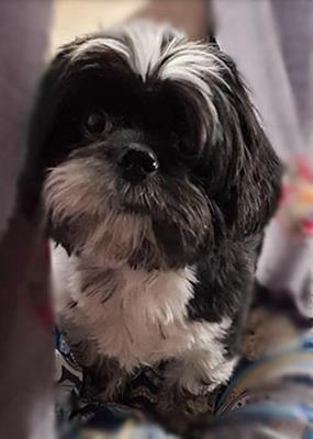 شیتزو گم شده در مشهد با مژدگانی 10 میلیونی