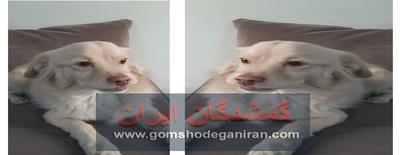 سگ اشپیتز روباهی پیداشده