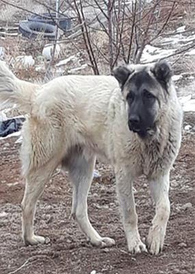 سگ در روستای همایون سمته تهم زنجان گمشده