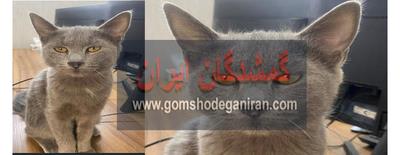 گربه شماست؟!پیدا شده