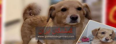 مژدگانی ۱۰میلیونی برای سگ گمشده  در کرمان