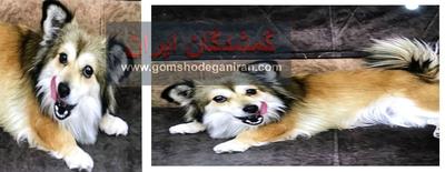 گم شده سگ ماده میکس پامر اشپیتز نوشهر