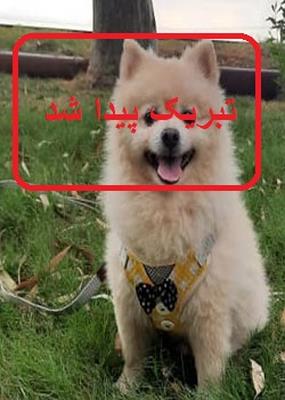 مژدگانی 10 میلیونی