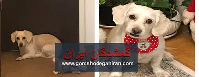 سگ امروز پیدا شده در کرج